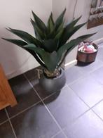 Kunstplant Cactus, Ophalen, Zo goed als nieuw