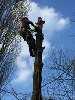 Snoeien kappen zagen boom verzorging klimmen snipperen bomen, Diensten en Vakmensen, Tuinmannen en Stratenmakers, Tuinonderhoud of Snoeiwerk