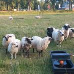 Walliser ooilammeren kruizing 75%walliser *texelaar, Dieren en Toebehoren, Schapen, Geiten en Varkens, Vrouwelijk, Schaap