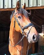 Knappe 9-jarige ruin, Dieren en Toebehoren, 175 cm of meer, Z, Gechipt, Ruin