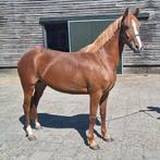 Talentvolle 4 jarige D pony, Meerdere dieren, Onbeleerd, Springpony, 3 tot 6 jaar