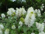 Flessenborstelstruik / Fothergilla Major, Volle zon, Vaste plant, Lente, Ophalen