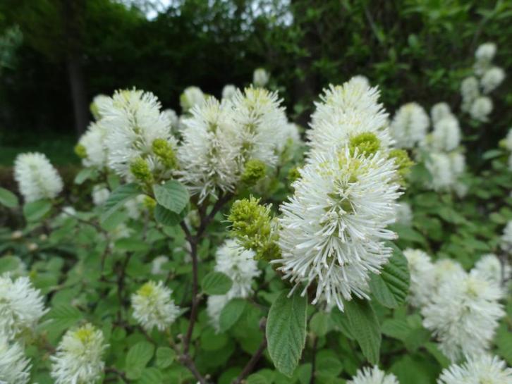 Flessenborstelstruik / Fothergilla Major, Tuin en Terras, Planten | Tuinplanten, Vaste plant, Overige soorten, Volle zon, Lente