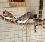 Te koop zebravinken, Dieren en Toebehoren, Meerdere dieren, Tropenvogel