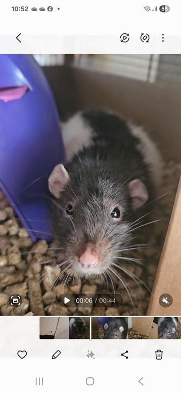 Nieuw huis gezocht voor deze lieverd beschikbaar voor biedingen