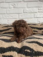 Maltipoo choco teefje laatste uit het nest, Dieren en Toebehoren, Nederland, Overige rassen, CDV (hondenziekte), 8 tot 15 weken