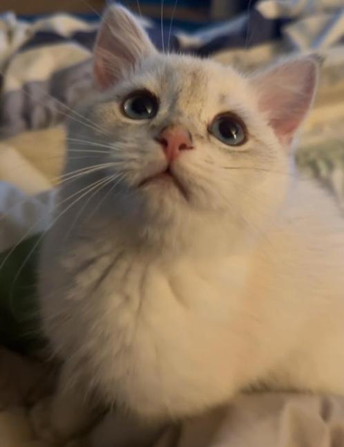 Britse korthaar met stamboom, Dieren en Toebehoren, Katten en Kittens | Raskatten | Korthaar, Kater, Met stamboom
