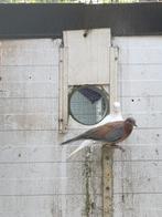 senegalduifjes,bonte diamantduifjes, Meerdere dieren, Overige soorten