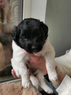 Friese stabij puppys, Particulier, Rabiës (hondsdolheid), Meerdere, 8 tot 15 weken