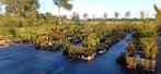 Open tuin en kwekerij toegang is gratis, Ophalen, Zomer, Overige soorten, Halfschaduw