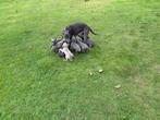 Prachtige Blauwe en Gele whippet pups., Nederland, Whippet, CDV (hondenziekte), 8 tot 15 weken