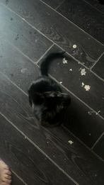 Gratis boerderijkatten, Meerdere dieren, Kortharig, 3 tot 5 jaar