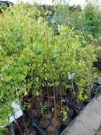 Ruwe berken, betula pendula, Ophalen, Volle zon