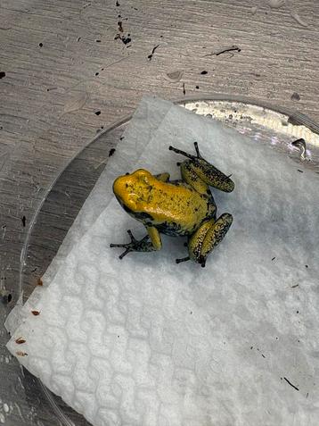 Phyllobates terribilis ‘Geel’ beschikbaar voor biedingen