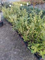 Restpartij laurier struiken 60-80 cm hoog, Tuin en Terras, Planten | Struiken en Hagen, Ophalen, Laurier, Minder dan 100 cm