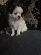 Chihuahua x pup, Dieren en Toebehoren, Honden | Chihuahua's en Gezelschapshonden, Reu, Meerdere, Chihuahua, Nederland