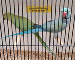 Mooi koppel halsbandparkieten, Meerdere dieren, Parkiet, Geringd