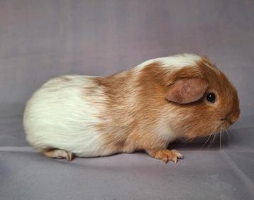 Jong gladhaar beertje - goud schimmel beschikbaar voor biedingen