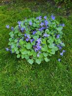 Grote pot met campanula, Tuin en Terras, Planten | Tuinplanten, Ophalen, Zomer, Overige soorten, Volle zon