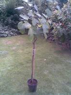 Vijg  vijgenplanten in pot. Winterhard, Overige soorten, Minder dan 100 cm, Ophalen, Volle zon