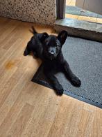 Te koop Oost europese herder x oudduitse herder 8 weken  reu, Dieren en Toebehoren, Honden | Herdershonden en Veedrijvers, Reu