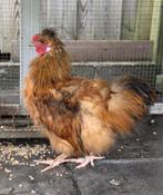 Jonge krielhaan zijdehoen x cochin (krul), Dieren en Toebehoren, Pluimvee, Mannelijk, Kip