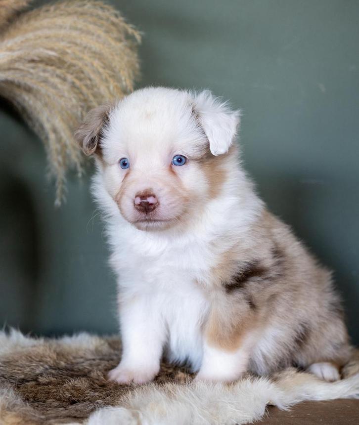 Miniature American Shepherd puppy’s met stamboom, Dieren en Toebehoren, Honden | Herdershonden en Veedrijvers, Meerdere dieren