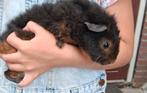 Cavia mannetjes, Dieren en Toebehoren, Knaagdieren, Cavia, Juni, Mannelijk, Tam