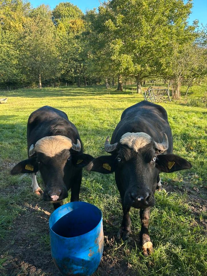Waterbuffel waterbuffels koe koeien buffel, Dieren en Toebehoren, Runderen, Vrouwelijk, 0 tot 2 jaar