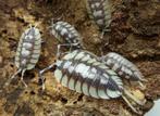 Porcellio Expansus, Dieren en Toebehoren, Insecten en Spinnen, Overige soorten