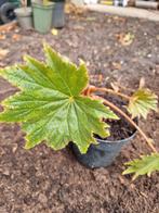 Javaanse Begonia stekken - Jungleplant!, Tuin en Terras, Overige soorten, Vaste plant, Ophalen of Verzenden, Bloeit niet