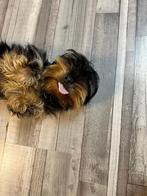 Yorky Terriër, Dieren en Toebehoren, Yorkshire Terriër, 1 tot 2 jaar, Teef, Eén hond