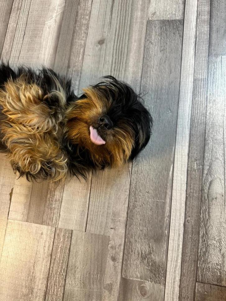 Yorky Terriër, Dieren en Toebehoren, Honden | Jack Russells en Terriërs, Teef, Yorkshire Terriër, Particulier, Eén hond, Nederland