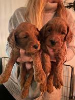 Super schattig labradoodle reutje zoekt gastgezin, Dieren en Toebehoren, CDV (hondenziekte), Particulier, 8 tot 15 weken, Reu