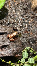 Pijlgifkikkers tricolor 10x 15 pst, Dieren en Toebehoren, Reptielen en Amfibieën, Amfibie, 0 tot 2 jaar
