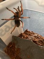 Brachypelma boehmei, Dieren en Toebehoren, Insecten en Spinnen