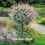 Salix op stam (volwassen boom stam ca 12 cm), Bloeit niet, Halfschaduw, 100 tot 250 cm, Ophalen