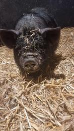 Super lief en mooi Kune Kune beertje..prijs verlaagd, Dieren en Toebehoren, Meerdere dieren, Varken