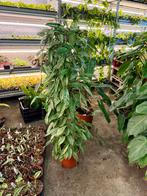 Hoya Silver Spot 125cm - Laatste Kans!, Ophalen