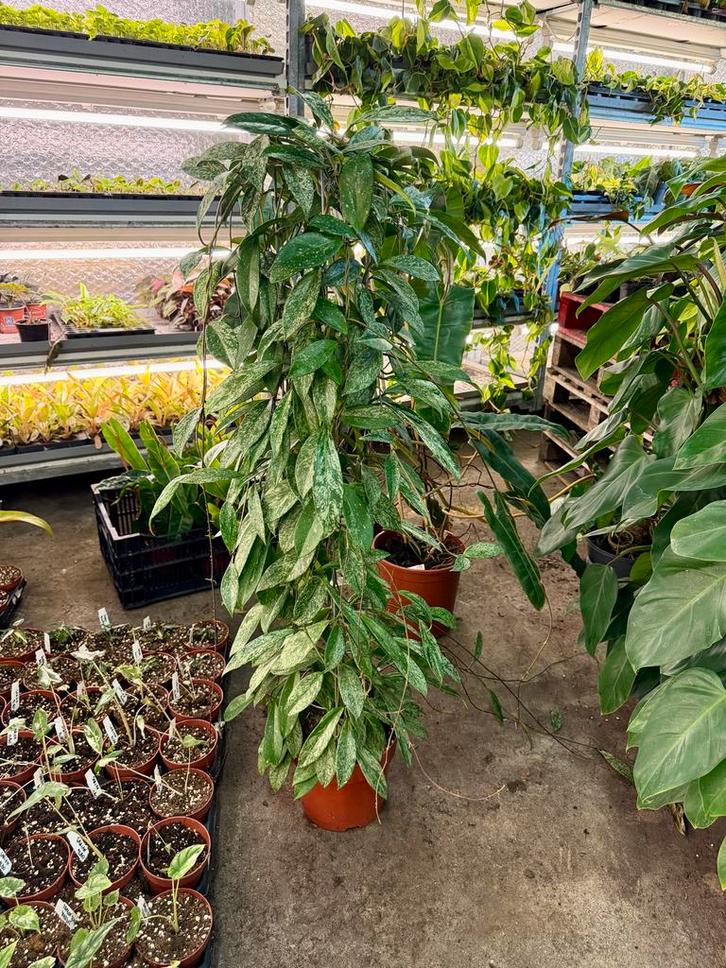 Hoya Silver Spot 125cm - Laatste Kans!, Huis en Inrichting, Kamerplanten, Ophalen