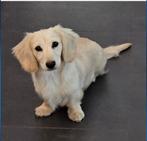 Mooie creme  langharige dwergteckel dekreu., Dieren en Toebehoren, Rabiës (hondsdolheid), Reu, 1 tot 2 jaar, Buitenland