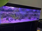 Synodontis petricola groep ongeveer 20 stuks, Vis
