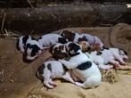 Boerenfox pups, Dieren en Toebehoren, Honden | Jack Russells en Terriërs, Rabiës (hondsdolheid), Overige rassen, 8 tot 15 weken