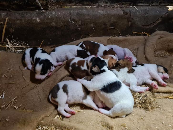 Boerenfox pups, Dieren en Toebehoren, Honden | Jack Russells en Terriërs, Meerdere dieren, Overige rassen, Particulier, Meerdere