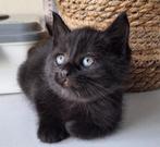 (half)langharige kittens zoeken nieuw thuis, Dieren en Toebehoren, Katten en Kittens | Raskatten | Langhaar, Meerdere dieren, Ontwormd