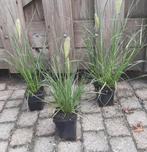 Lampenpoetsersgras Pennisetum Hameln en little bunny, Tuin en Terras, Planten | Tuinplanten, Ophalen, Siergrassen, Volle zon