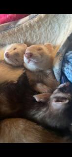 Superleuke groep fretjes, Dieren en Toebehoren, Overige Dieren, Juli, Meerdere dieren
