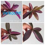 Tradescantia Pallida Pink Stripe, Huis en Inrichting, Kamerplanten, Ophalen of Verzenden, Overige soorten, Minder dan 100 cm