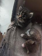 Maine Coon kittens, Dieren en Toebehoren, Katten en Kittens | Raskatten | Langhaar, Meerdere dieren, Gechipt, 0 tot 2 jaar