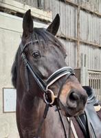 Prachtige merrie van Glamourdale, Merrie, M, Dressuurpaard, 7 tot 10 jaar